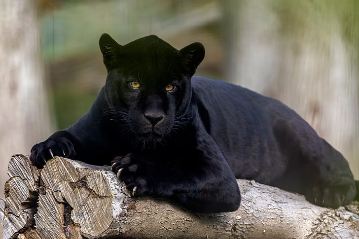 Katter, Black Panther, Big Cat, Wildlife, rovdjur (djur), HD tapet