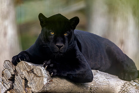 Кошки, Черная пантера, Большая кошка, Дикая природа, Хищник (Животное), HD обои HD wallpaper