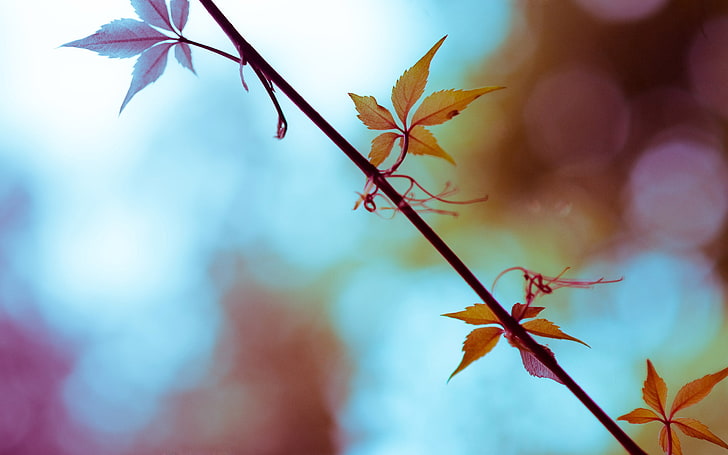 Braunblättrige Pflanze, Blätter, Zweig, Pflanzen, Makro, HD-Hintergrundbild