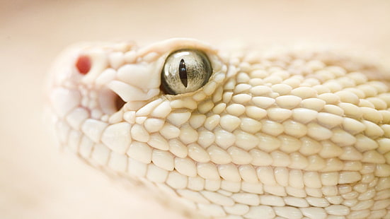 белая змея, змея, белая, глубина резкости, животные, рептилии, глаза животных, HD обои HD wallpaper