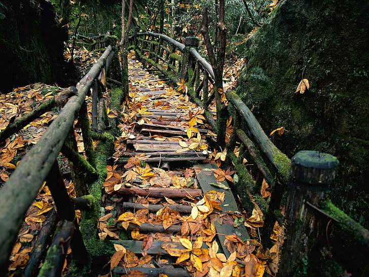 brązowe drewniane schody, stworzone przez człowieka, ogrodzenie, liść, mech, ścieżka, Tapety HD