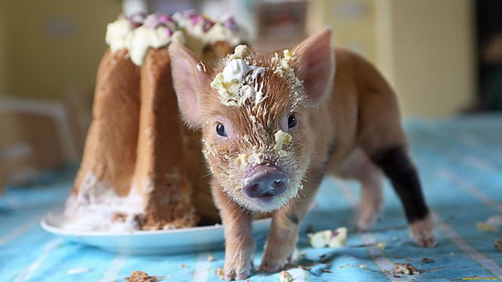 gris, söt, piggy, tårta, splosh, djur, HD tapet HD wallpaper