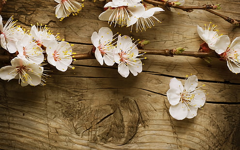 زهرة زهر الكرز خشب زهر، طبيعة، زهرة، خشب، زهر، كرز، خلفية HD HD wallpaper