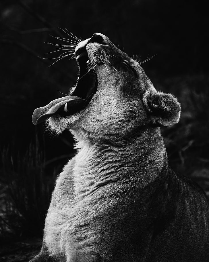 brown cheetah, lioness, teeth, scream, predator, bw, HD wallpaper