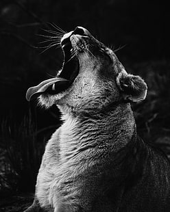 brown cheetah, lioness, teeth, scream, predator, bw, HD wallpaper HD wallpaper