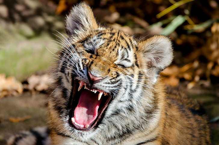Amur tiger kitten, tiger, face, kitten, jaws, The Amur tiger, cub, tiger cub, HD wallpaper