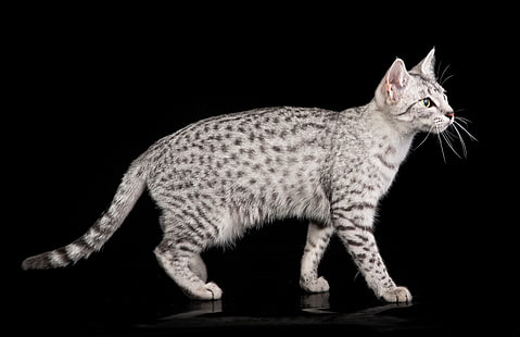 серебристый полосатый кот, египетский мау, кот, окрас, пятнистый, HD обои HD wallpaper