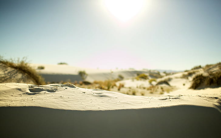 duna, sabbia, piante, al di fuori, morbido, Sfondo HD