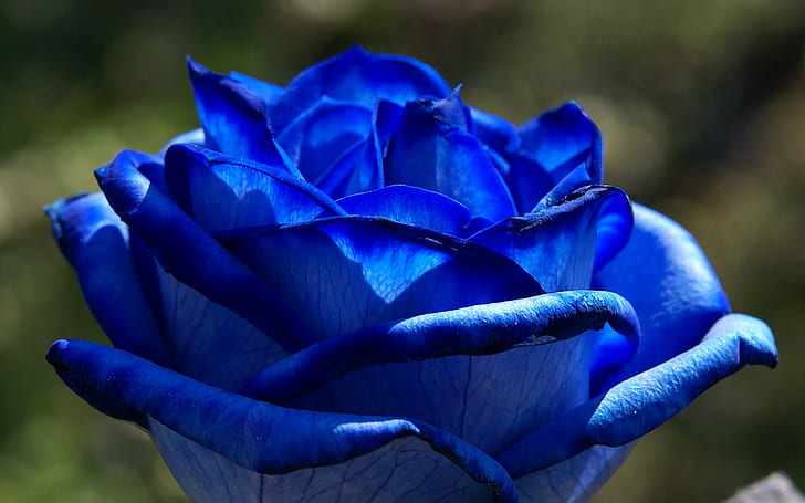 Blue Flowers, Rose, Macro, Beautiful, blue flowers, rose, macro, beautiful, HD wallpaper