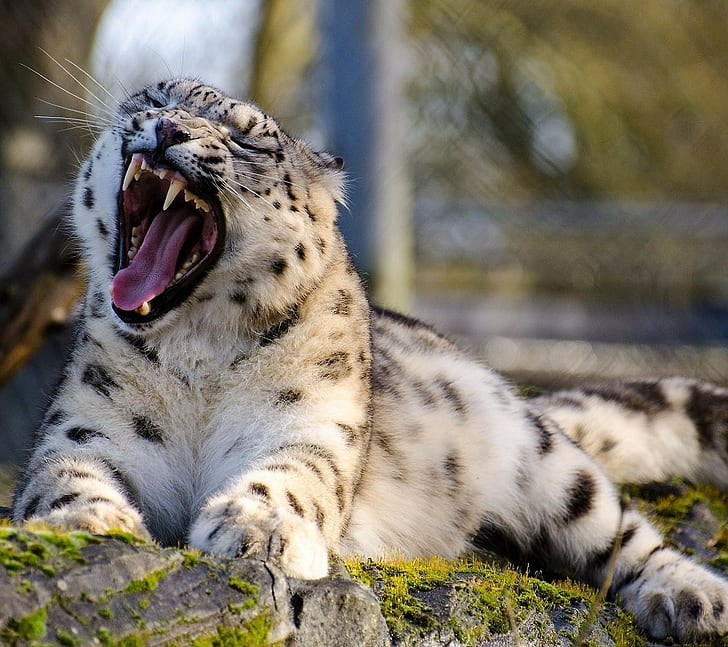 animals, open mouth, leopard (animal), HD wallpaper