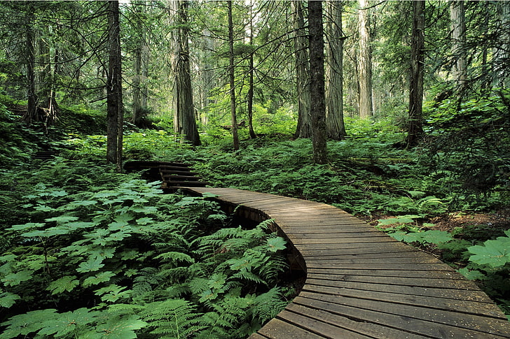zielona przyroda drzewa leśna ścieżka drogi promenada 2000x1333 Natura lasy HD Sztuka, przyroda, zieleń, Tapety HD