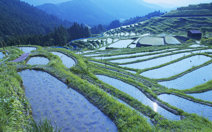 Rice Paddy Landscape HD, naturaleza, paisaje, arroz, arrozal, Fondo de pantalla HD