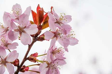 макро фотография на Cherry Blossom, Pink blossom, Explore, макро фотография, Cherry Blossom, Malmö, Slottsparken, пролет, време, държава, държава, гео: местоположение, град, природа, цвете, растение, розов цвят, венчелистче, клон, глава на цвете , дърво, пролет, цвят, близък план, HD тапет HD wallpaper