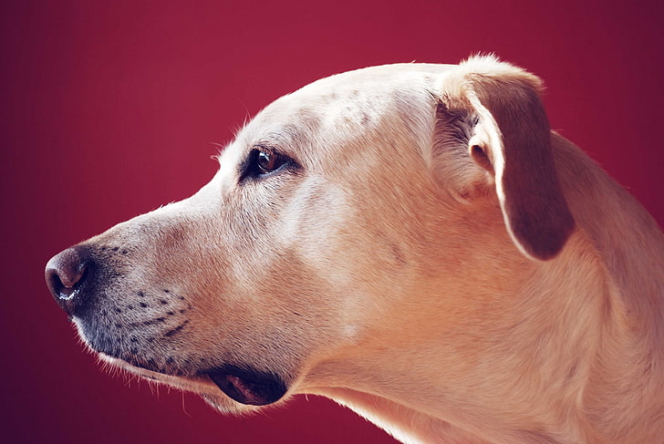 short-coated beige dog, labrador retriever, look, face, profile, dog, HD wallpaper