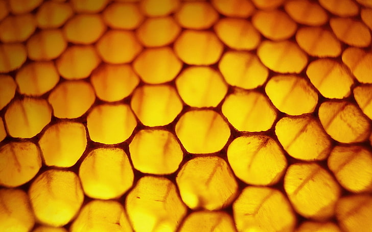 yellow and red floral textile, nature, honeycombs, macro, honey, HD wallpaper