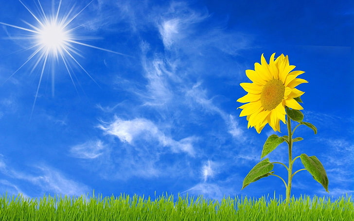 sunflower images for backgrounds desktop, HD wallpaper