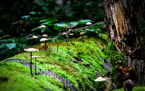 green leafed plants, macro, mushroom, moss, nature, HD wallpaper HD wallpaper