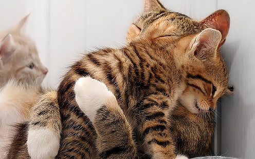 Cats Cat Kittens Kitten Hug HD, animali, gatto, gattino, gatti, abbraccio, gattini, Sfondo HD HD wallpaper