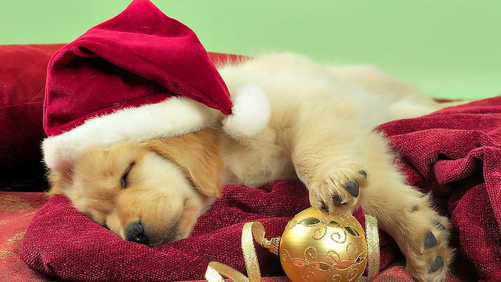 Noël, décorations de Noël, mignon, chien, bonnet de Noel, Fond d'écran HD