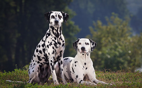 Due cani dalmata, due, dalmata, cane, Sfondo HD HD wallpaper