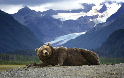 Bear, grizzly, mountains, Alaska, Bear, Grizzly, Mountains, Alaska, HD wallpaper HD wallpaper