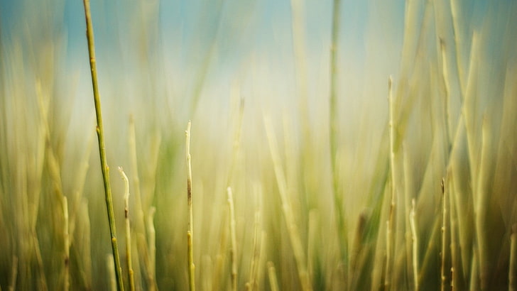 трева, поле, HD тапет