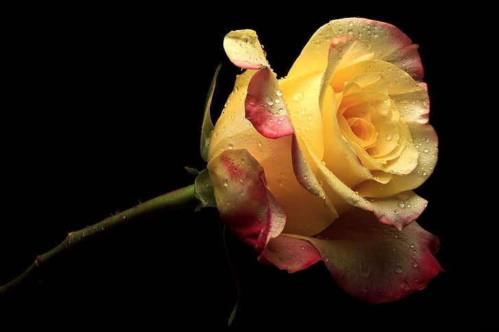 жълта и розова роза, роза, цвете, самота, капки, свеж, черен фон, HD тапет