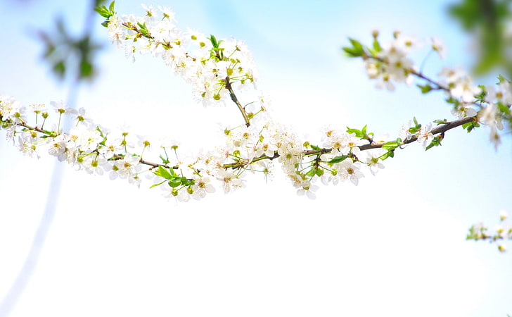 Floração, árvore de flor branca, Estações, Primavera, Bulgária, fotografia, floração, florescer, novo, nascido, HD papel de parede