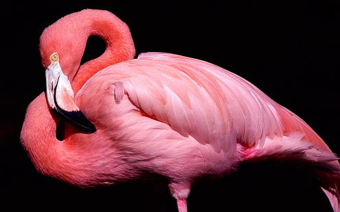 розовый фламинго, eak, птица, розовый, фламинго, чёрный фон, HD обои HD wallpaper