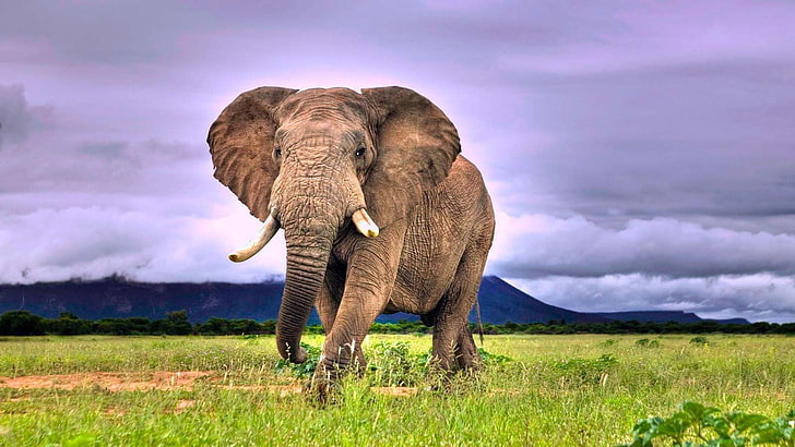 grauer Elefant, Elefant, HD-Hintergrundbild
