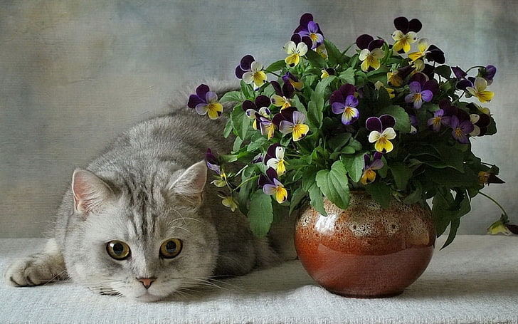 lila-och-gul pensé blommor mittpunkt och grå katt, katter, brittiska, blå, blommor, penséer, vas, blomma, keramik, HD tapet