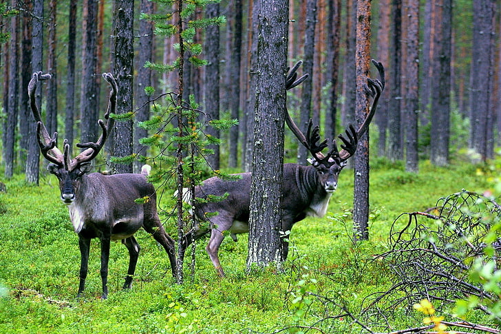 forest caribou 2160x1440  Nature Forests HD Art , forest, caribou, HD wallpaper