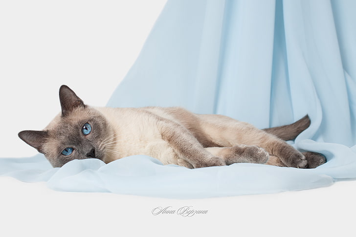 kucing, mata, mata biru, latar belakang abu-abu, kucing Thailand, kucing Thailand, Wallpaper HD