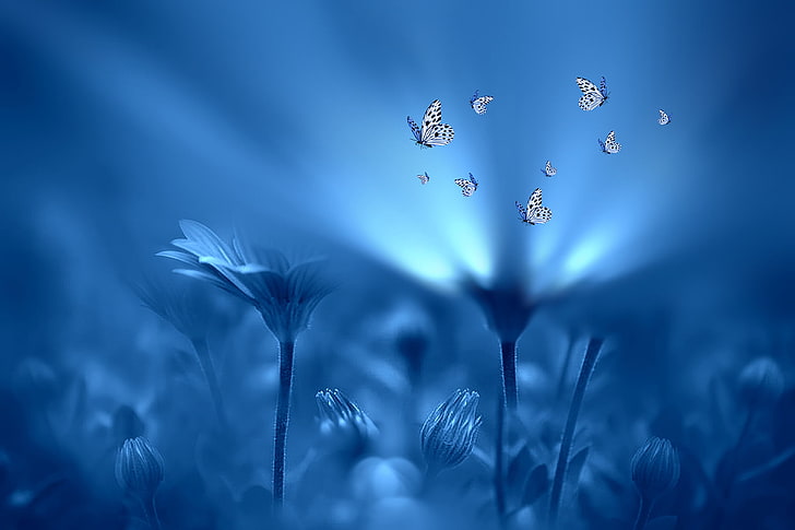 blue flowers, light, butterfly, flowers, style, background, blue, Josep Sumalla, HD wallpaper