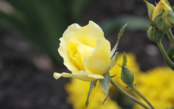 rose jaune, fleurs, rose, fleurs jaunes, plantes, Fond d'écran HD