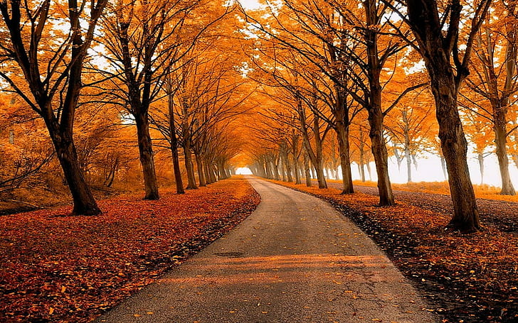 秋、公園、葉、自然、パス、木、風景、秋、公園、葉、自然、パス、木、風景、 HDデスクトップの壁紙