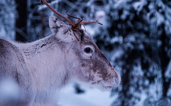 Deer s, muzzle backgrounds, horns, eyes, download 3840x2400 deer, HD wallpaper