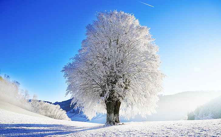 Idyllic Landscape, Winter, white flowering tree, Seasons, Winter, Landscape, White, Tree, Mist, Cold, Foggy, Snow, Frost, Switzerland, Hoarfrost, bluesky, idyllic, HD wallpaper