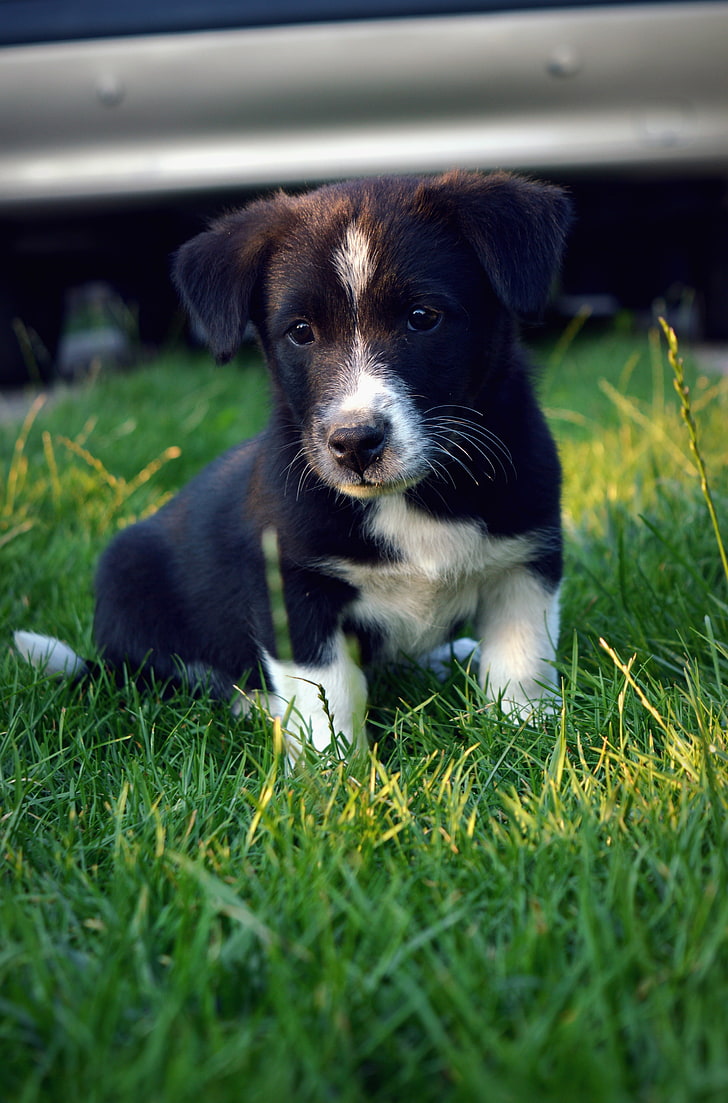 Filhote de cachorro preto e branco de pêlo curto, cachorro, Collie, HD papel de parede, papel de parede de celular