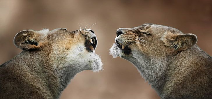 two lioness, lioness, lions, couple, teeth, anger, predator, HD wallpaper