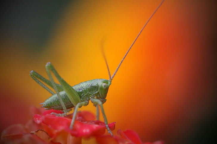 selective focus photography of green grasshopper on red petaled flower, tiny, tiny, katydid, selective focus, photography, green, grasshopper, flower, orange, macro, Canon 40D, light  red, antenna, Explore, insect, nature, animal, close-up, locust, wildlife, HD wallpaper