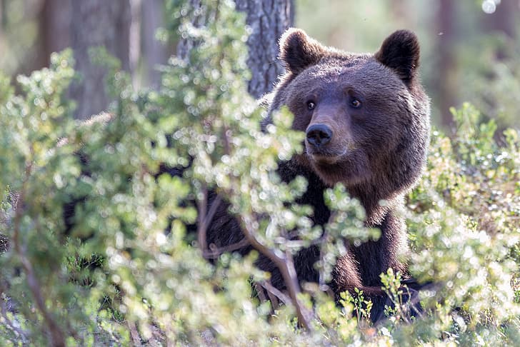 hutan, wajah, beruang, semak-semak, The Bruins, Wallpaper HD