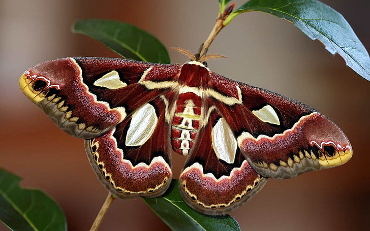 cecropia moth, butterfly, wings, colorful, bright, HD wallpaper
