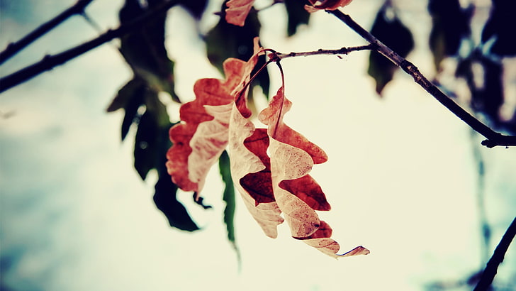 коричневые листья, коричневые листья селективный фокус фотография, осень, глубина резкости, листья, макро, природа, HD обои