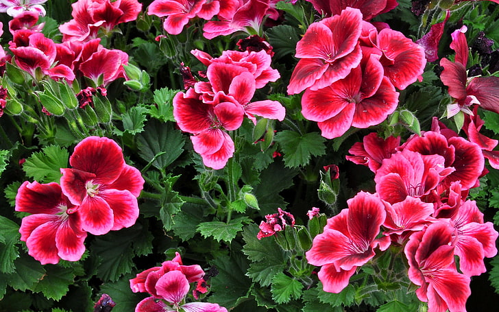 Geranium Beautiful Red Flowers Mobile Wallpaper Hd High Resolution 2880×1800, HD wallpaper