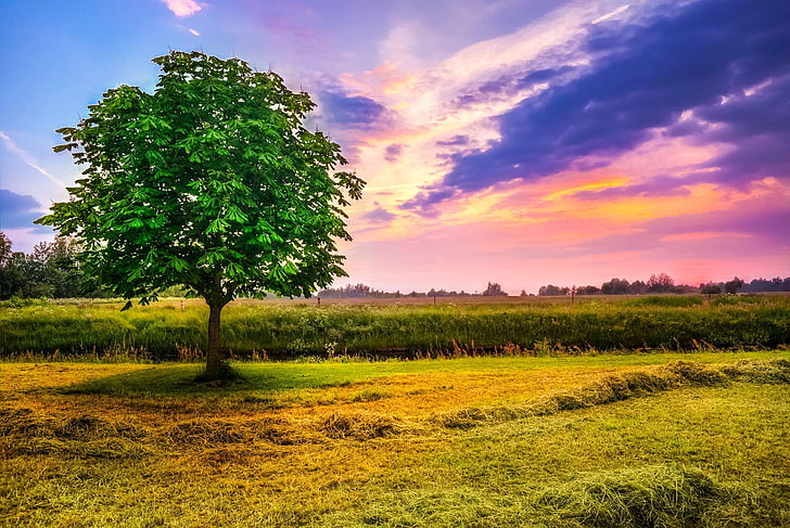 beautiful, chestnut tree, clouds, country, countryside, farm, field, hdr, landscape, meadow, nature, outdoors, rural, scenic, sky, sunrise, sunset, HD wallpaper
