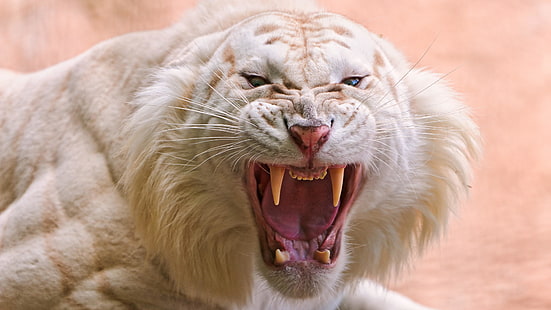white tiger, roar, mammal, wildlife, whiskers, big cat, tiger, terrestrial animal, fur, HD wallpaper HD wallpaper