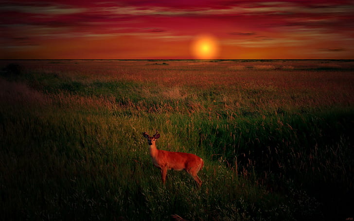 Deer At Sunset, whitetailed deer, field, buck, photo shopped, deer, animal, sunset, 3d and abstract, HD wallpaper