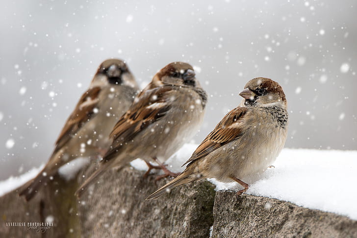 Uccelli, passero, passeriforme, nevicate, fauna selvatica, inverno, Sfondo HD