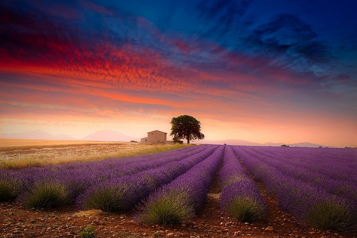 lila Blumen Feld, Lavendel, Feld, Sommer, Bäume, Sonnenuntergang, Wolken, Bauernhof, Blumen, Natur, Landschaft, Frankreich, Provence, HD-Hintergrundbild